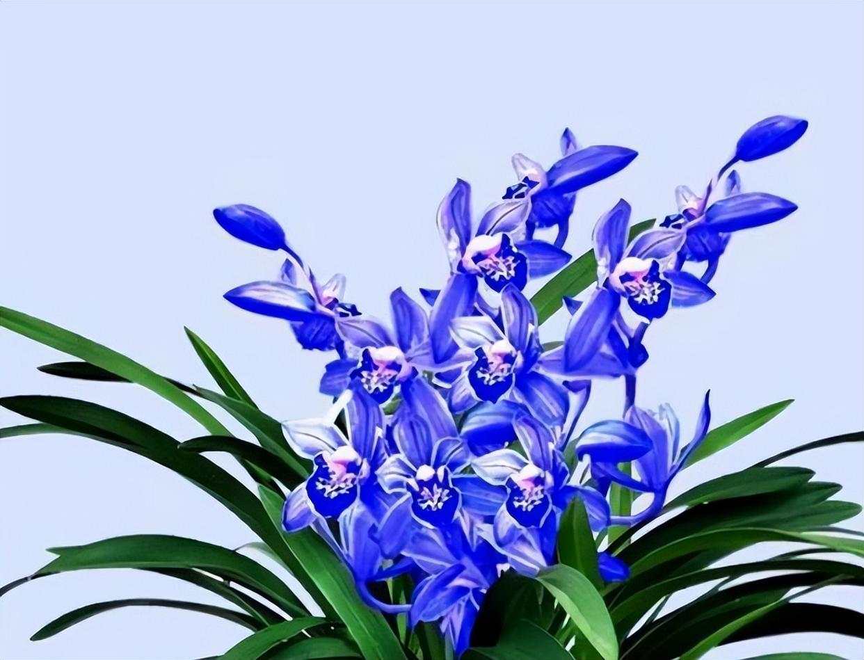 如同蝴蝶般翩翩起舞的醉玲珑,十分惊艳