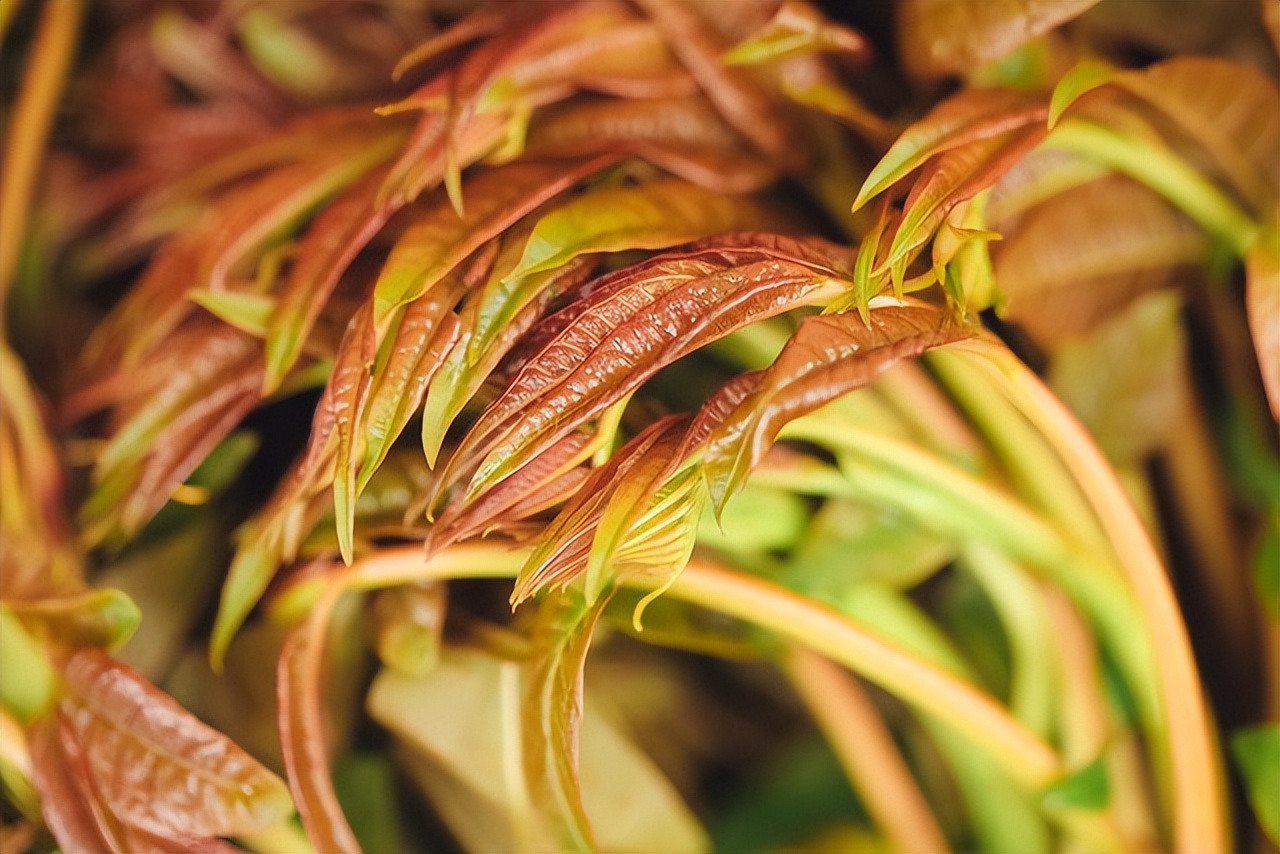 臭椿不同于香椿,臭不可闻却有药用价值,不可食用却格外珍贵