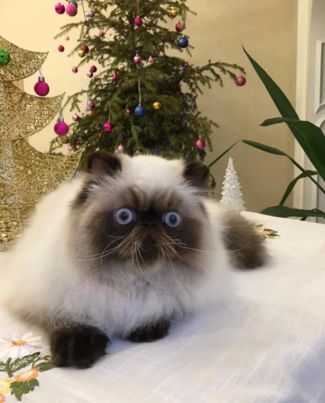 不住在喜马拉雅山,却名为喜马拉雅猫,这样的猫咪竟如此惹人喜爱