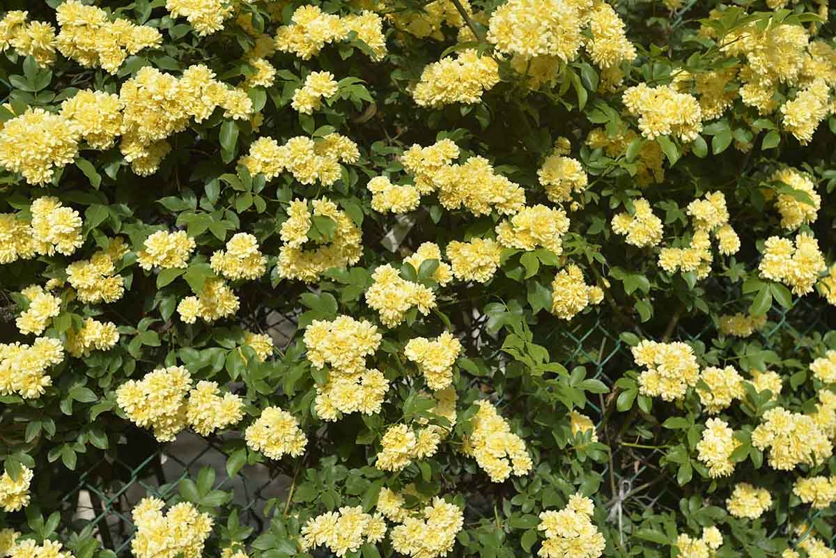 养花就养些木香花,让你的庭院变成"花海,心灵仿佛得到了净化