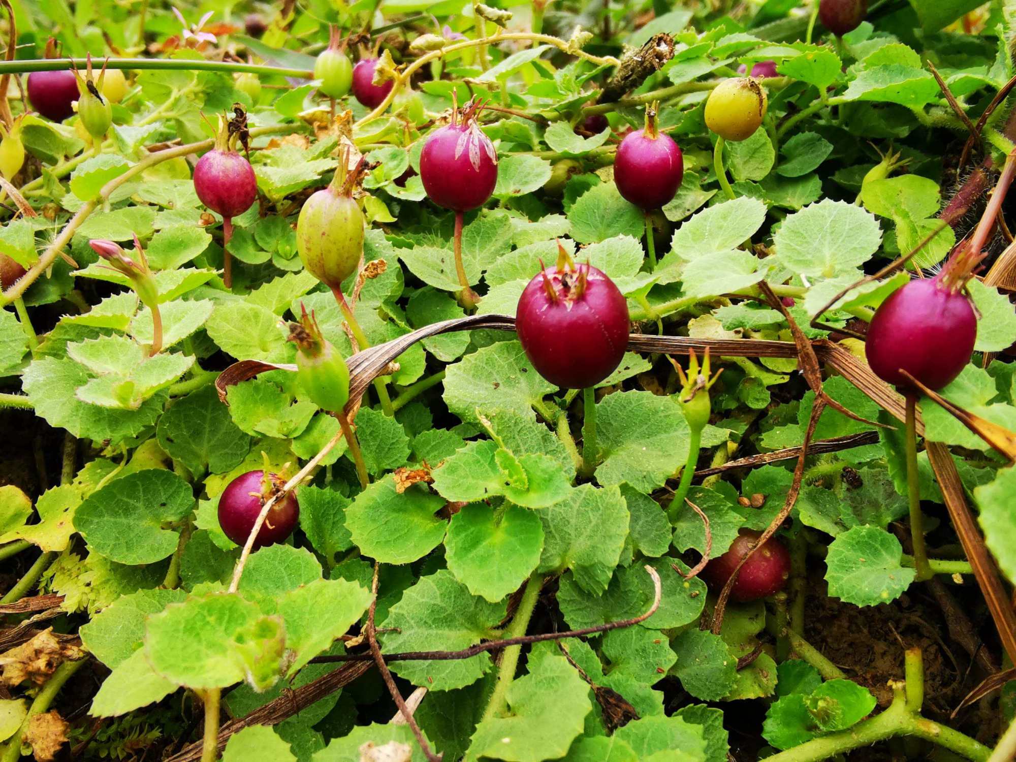 农村稀少植物铜锤玉带草,人称万能解毒王,它用途很广泛认识吗?