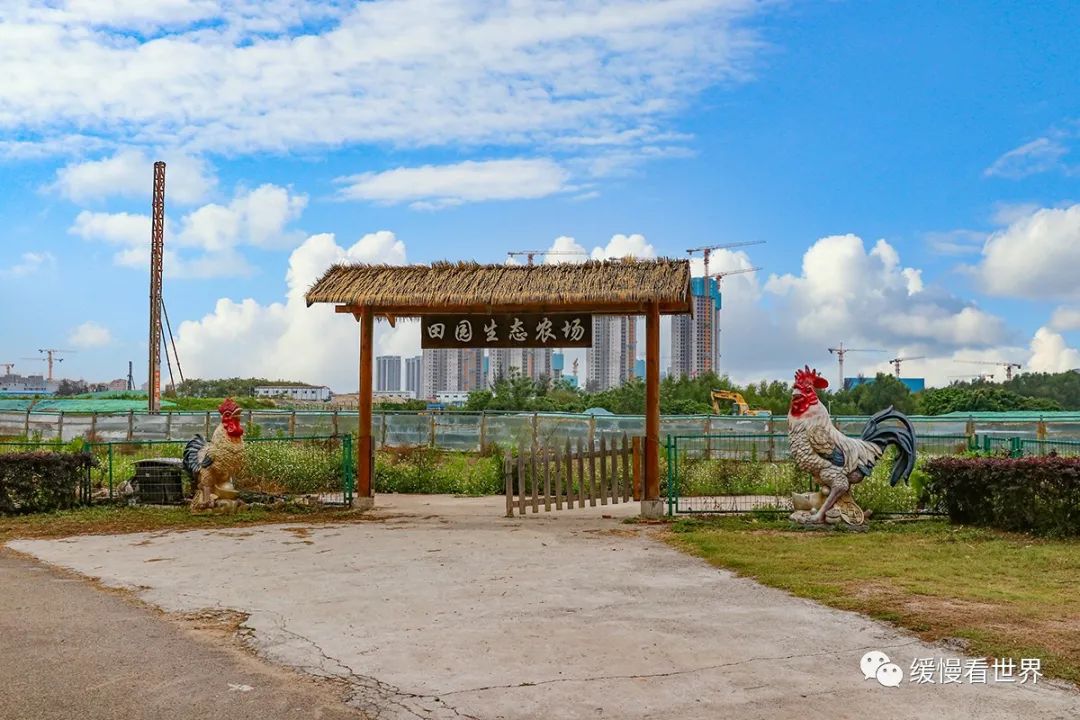 深圳海上田园:走进自然,踏春的好去处