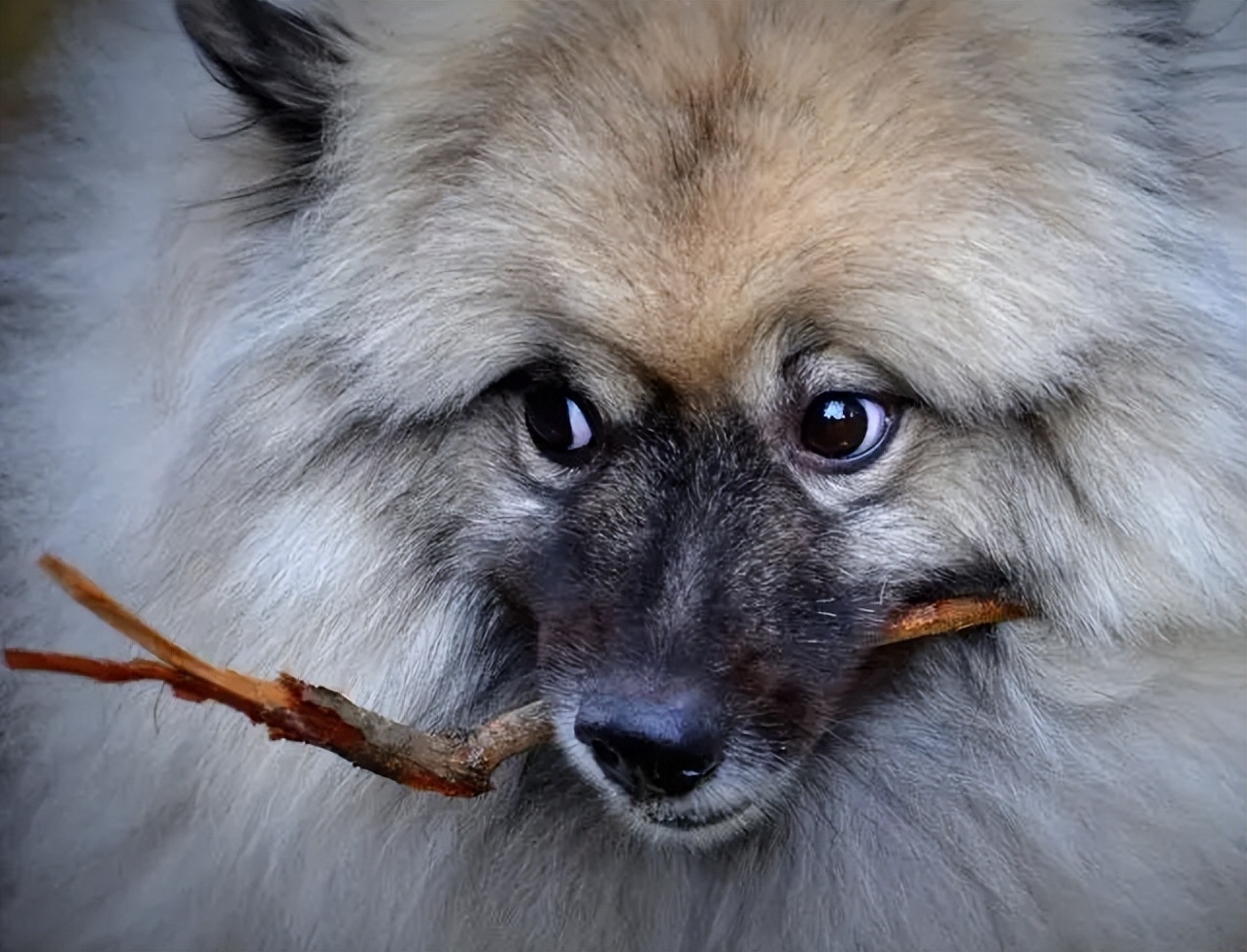 荷兰毛狮犬:从dna到性格,了解这个品种的奥秘!