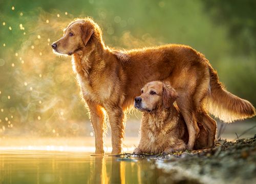 狗都是忘恩负义的"白眼狼"吗?长大后就忘记"母亲"?