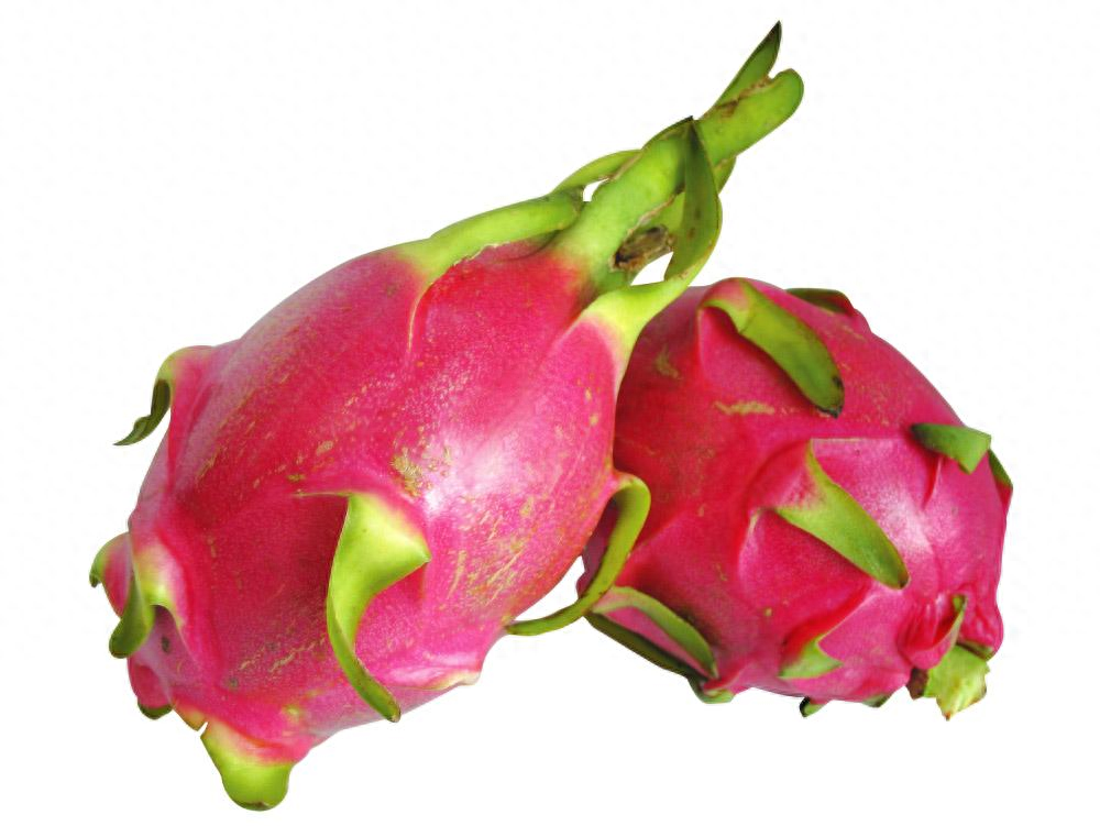 温室火龙果产期调控技术:推动高效生产与市场供应的突破