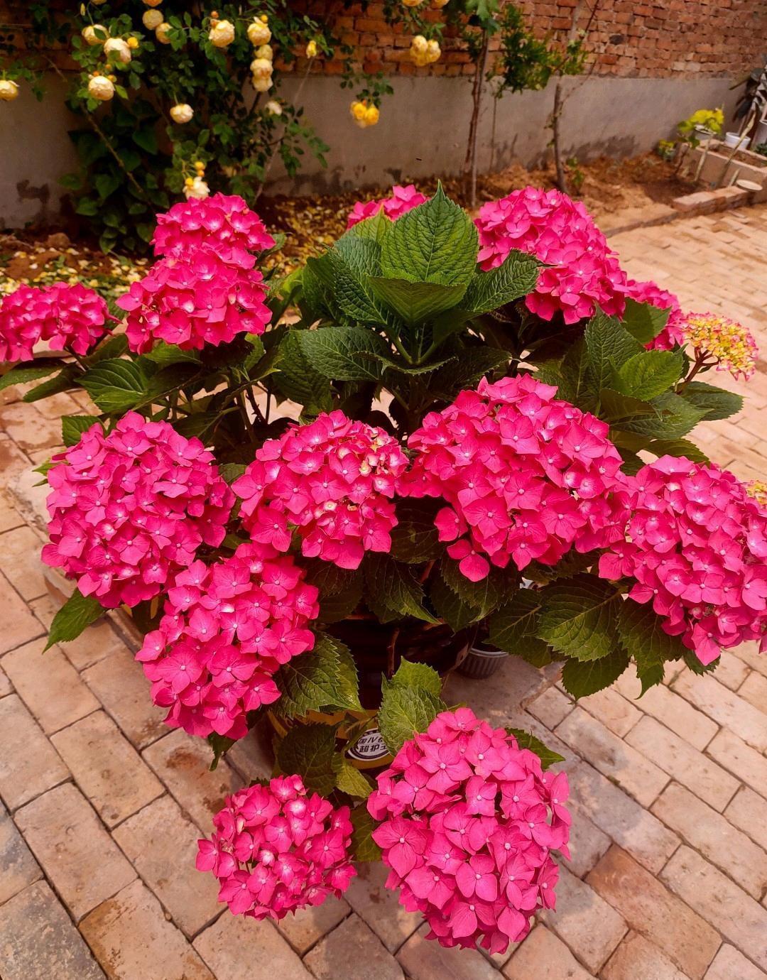 喜欢绣球花,就养"玫红妈妈",不输无尽夏,皮实好养,花期还长