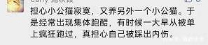 想接二猫又怕原住民关系不合？看这一篇就够了