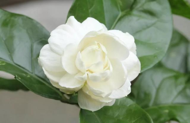 这白色花看一眼就忘不了,还散发浓郁香味