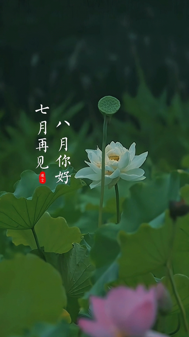 七月再见,八月你好,愿所有美好环环相扣,所有不好随风飘撒