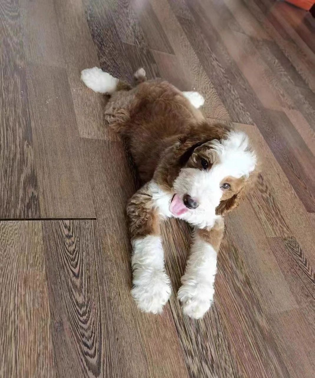 让巨贵走进千家万户 常年繁殖巨贵(巨型贵宾犬)各种颜色俱全,保证纯种