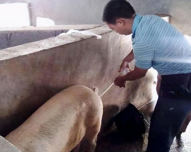 母猪发情有什么特征?母猪发情不明显咋办?