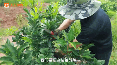 橘子树苗批发价格查询