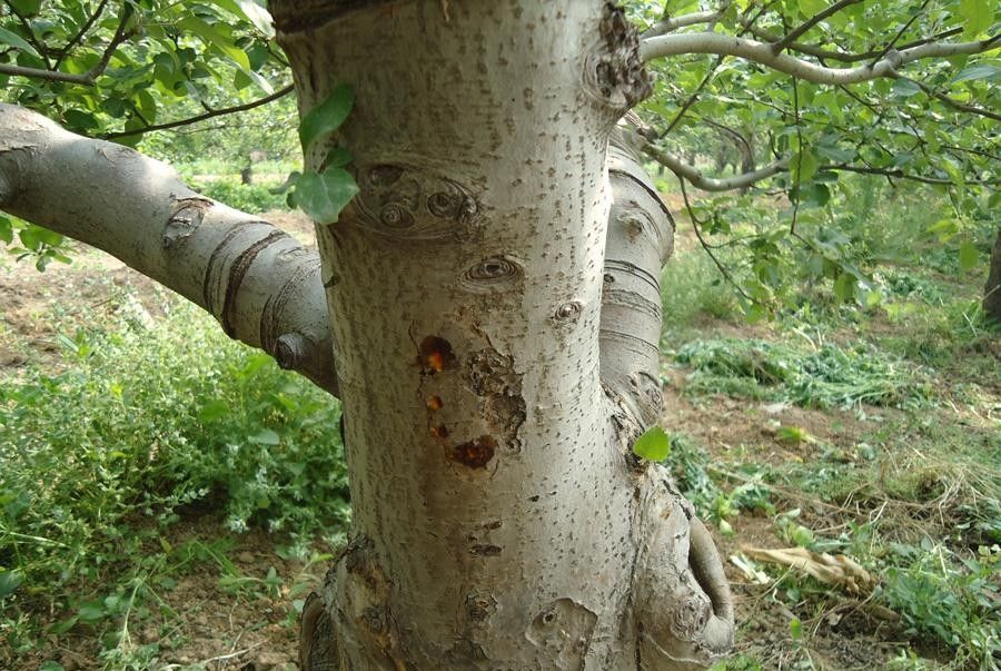 苹果轮纹病又称粗皮病,防治方法全在下面,学习了!