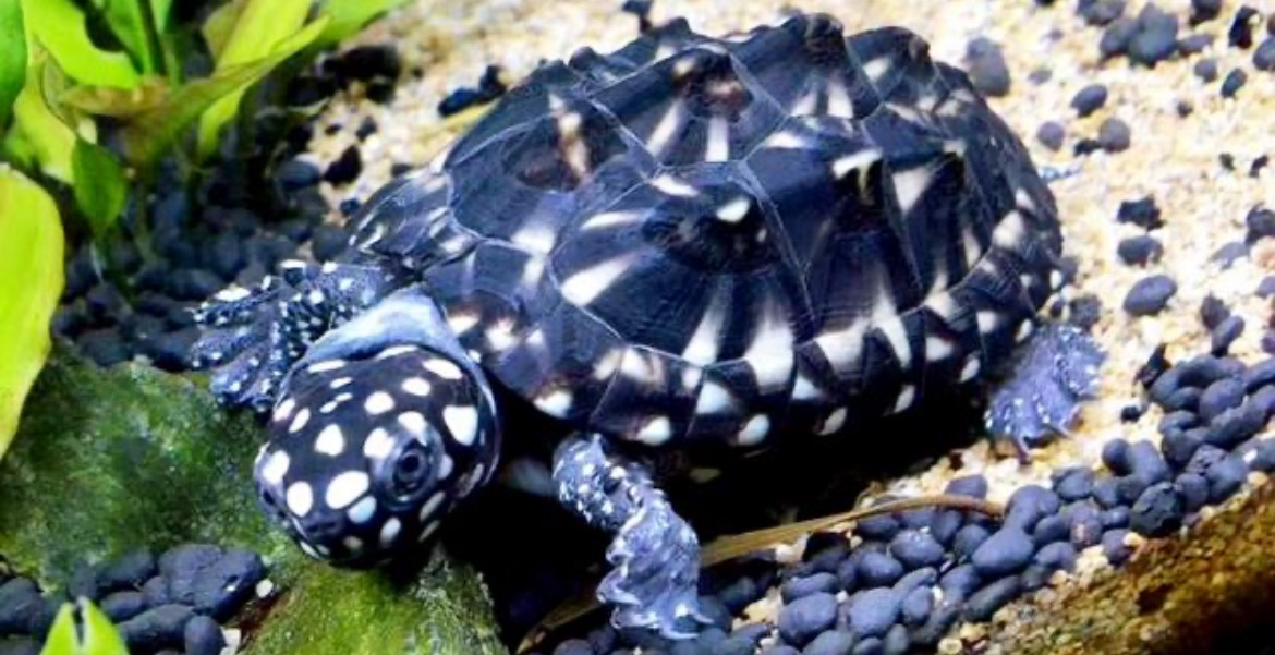 斑点池龟长大后图片图片