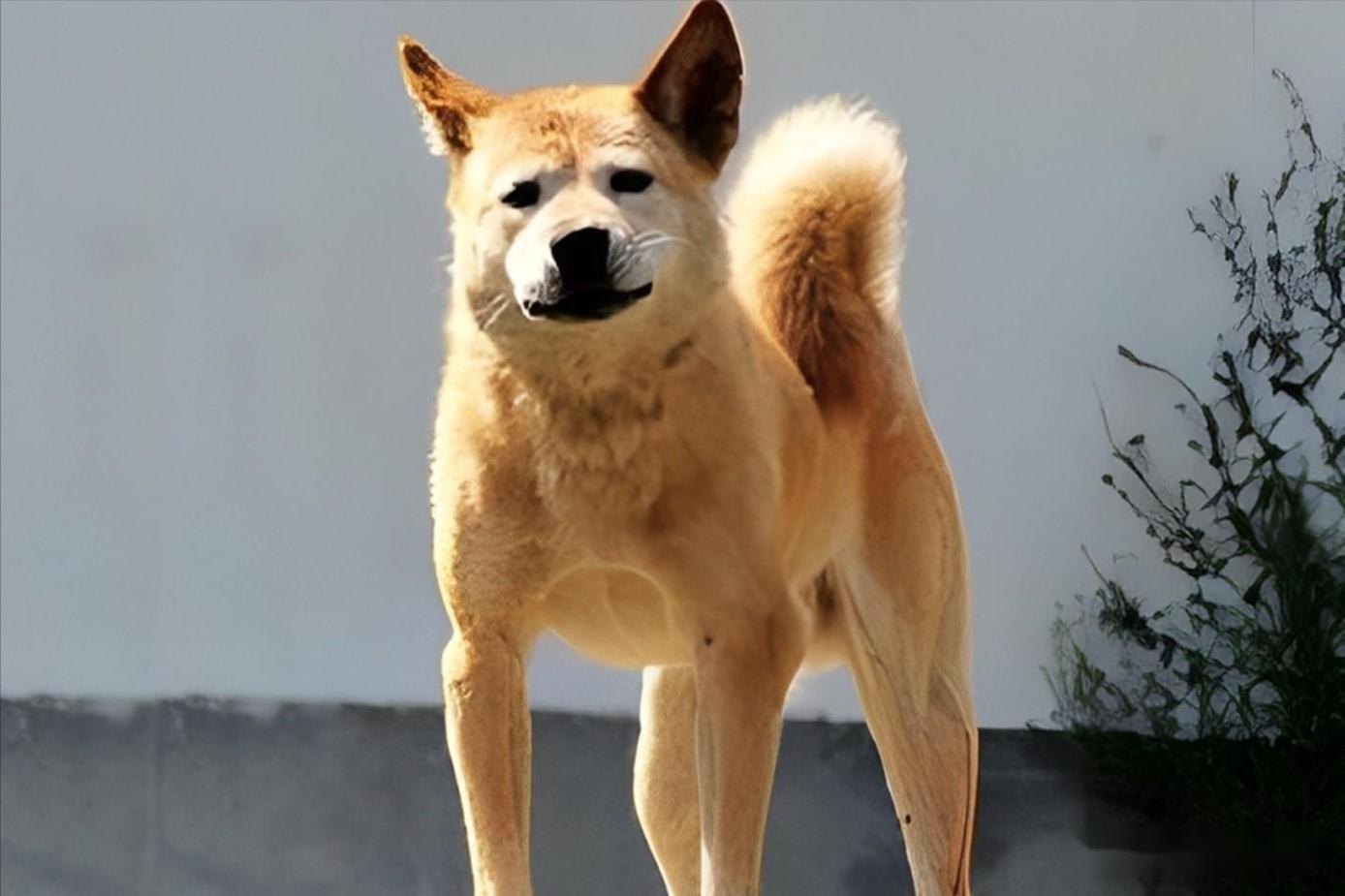 标题:幸福屯的故事(71):月亮下的真爱,牤子与小梅青梅竹马