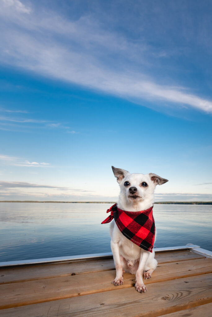 如何为你的狗狗拍摄精彩的照片