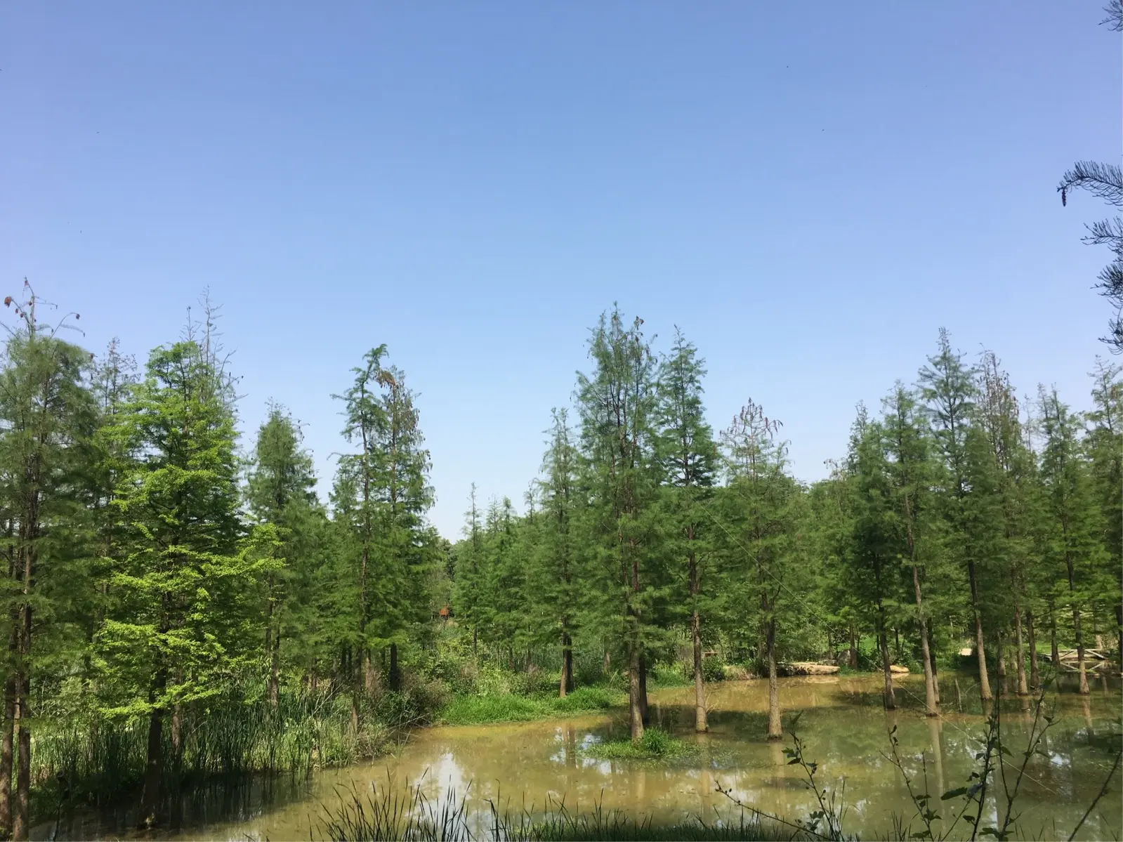 江夏湿地公园图片