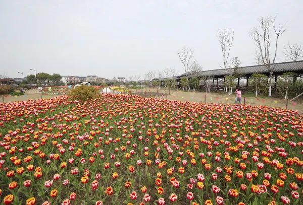 临平3大花海地点曝光!郁金香,油菜花,波斯菊
