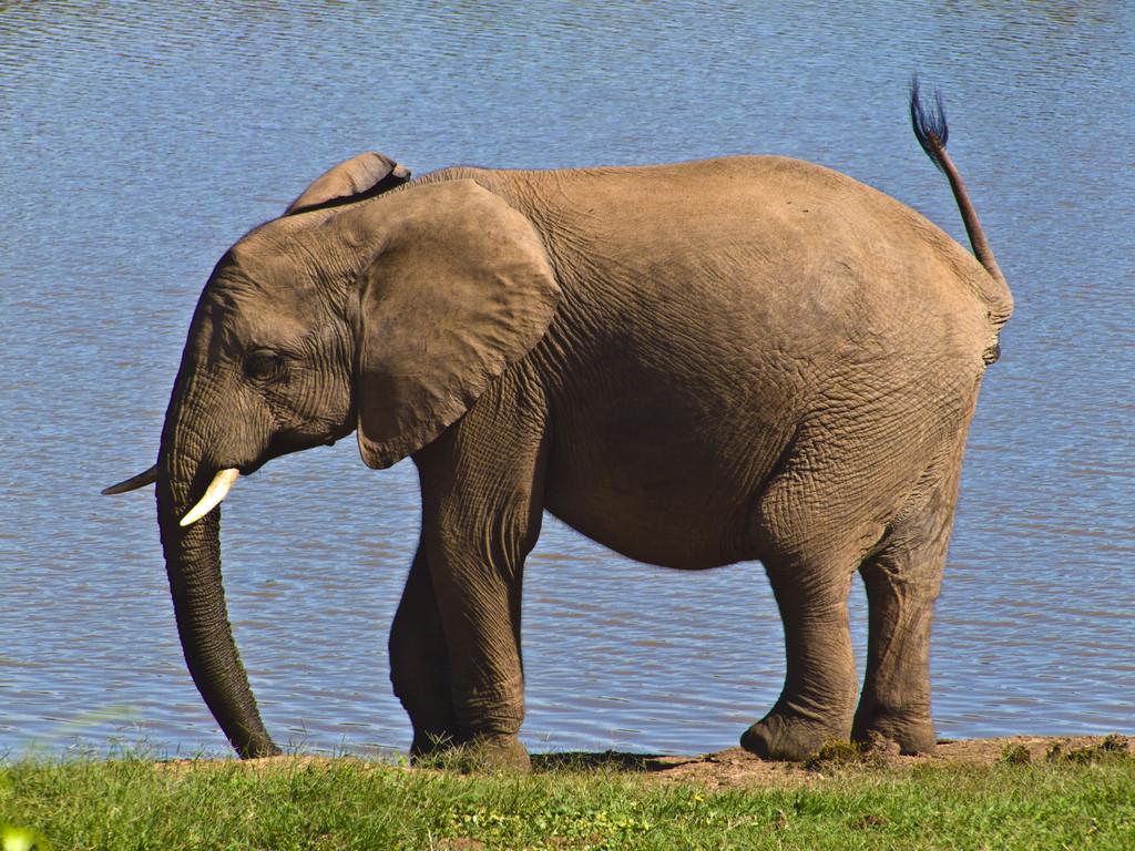 陆地上体型最为巨大的动物,盘点亚洲象和非洲象的各种区别