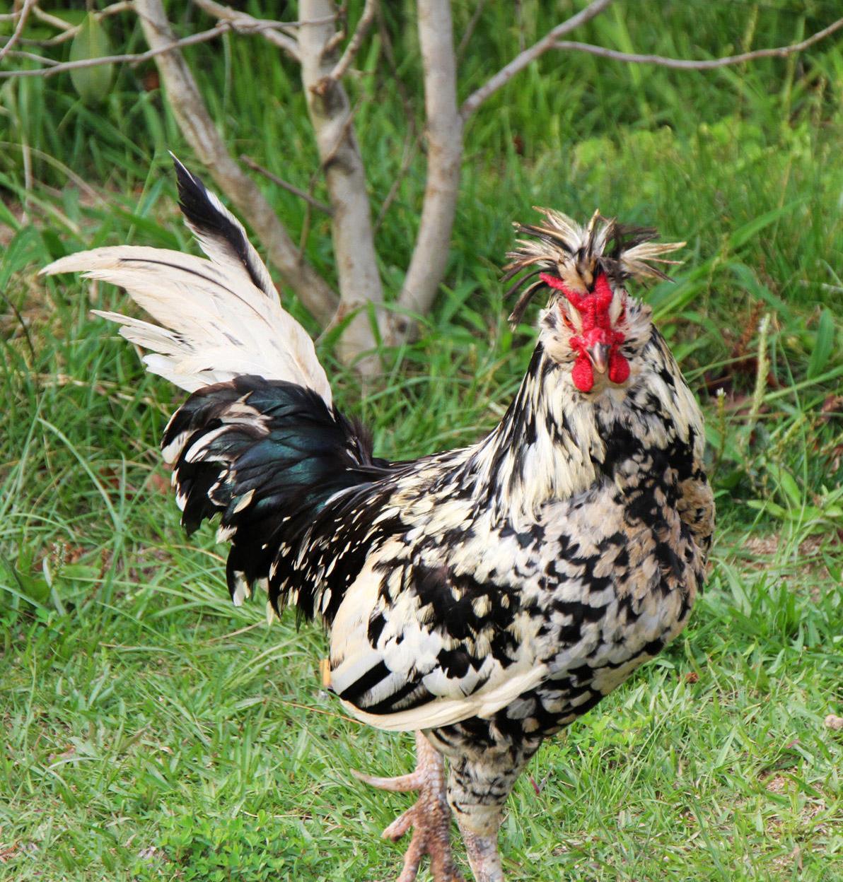 越南小伙独爱鸡