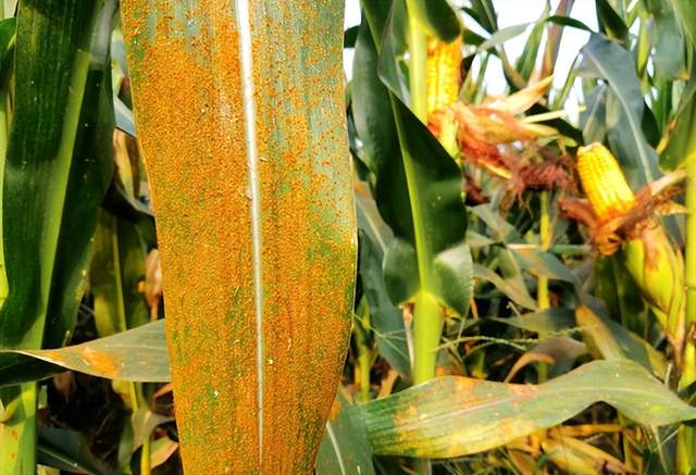 今年雨水多,玉米锈病来袭,怎么治?