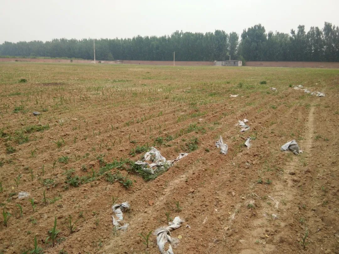 |说好的复耕呢？北京顺义这块百亩农用地仍只见野草不见苗