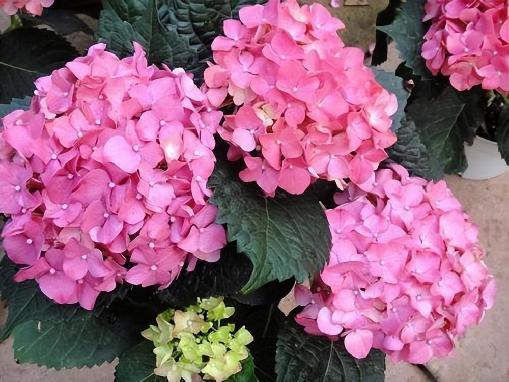 大水缸别浪费,养上大绣球,大水大肥别缺了,3年长成巨无霸