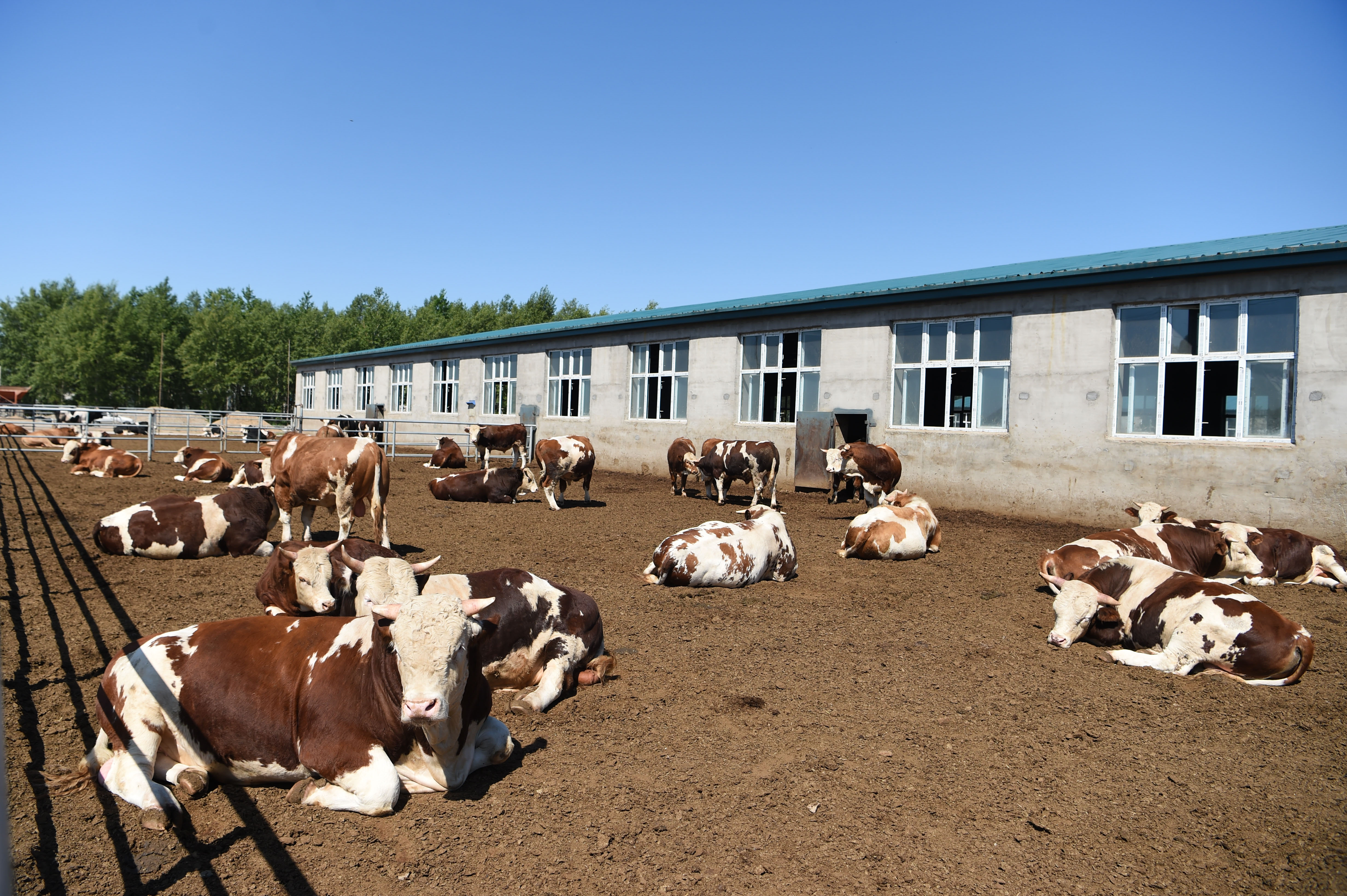 四川江油肉牛养殖场图片