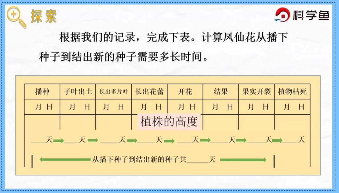 凤仙花传播种子的方法（凤仙花种子萌发时根总是怎么生长） 第8张