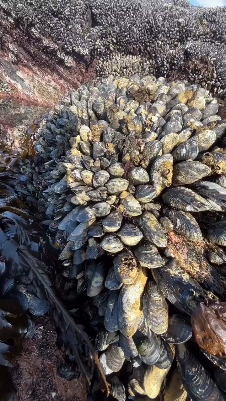 海边礁石上密密麻麻的贻贝