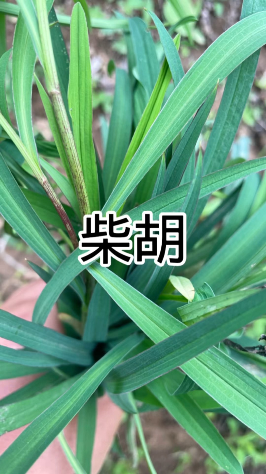 柴胡性状图片