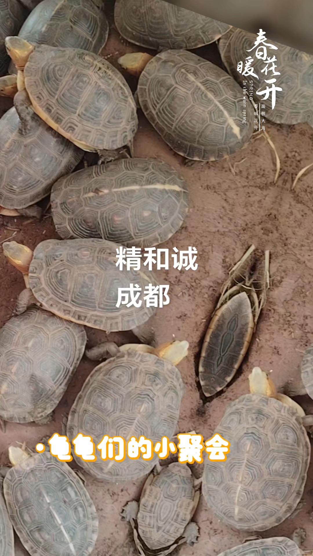 极品高背皖南血红 #黄缘闭壳龟