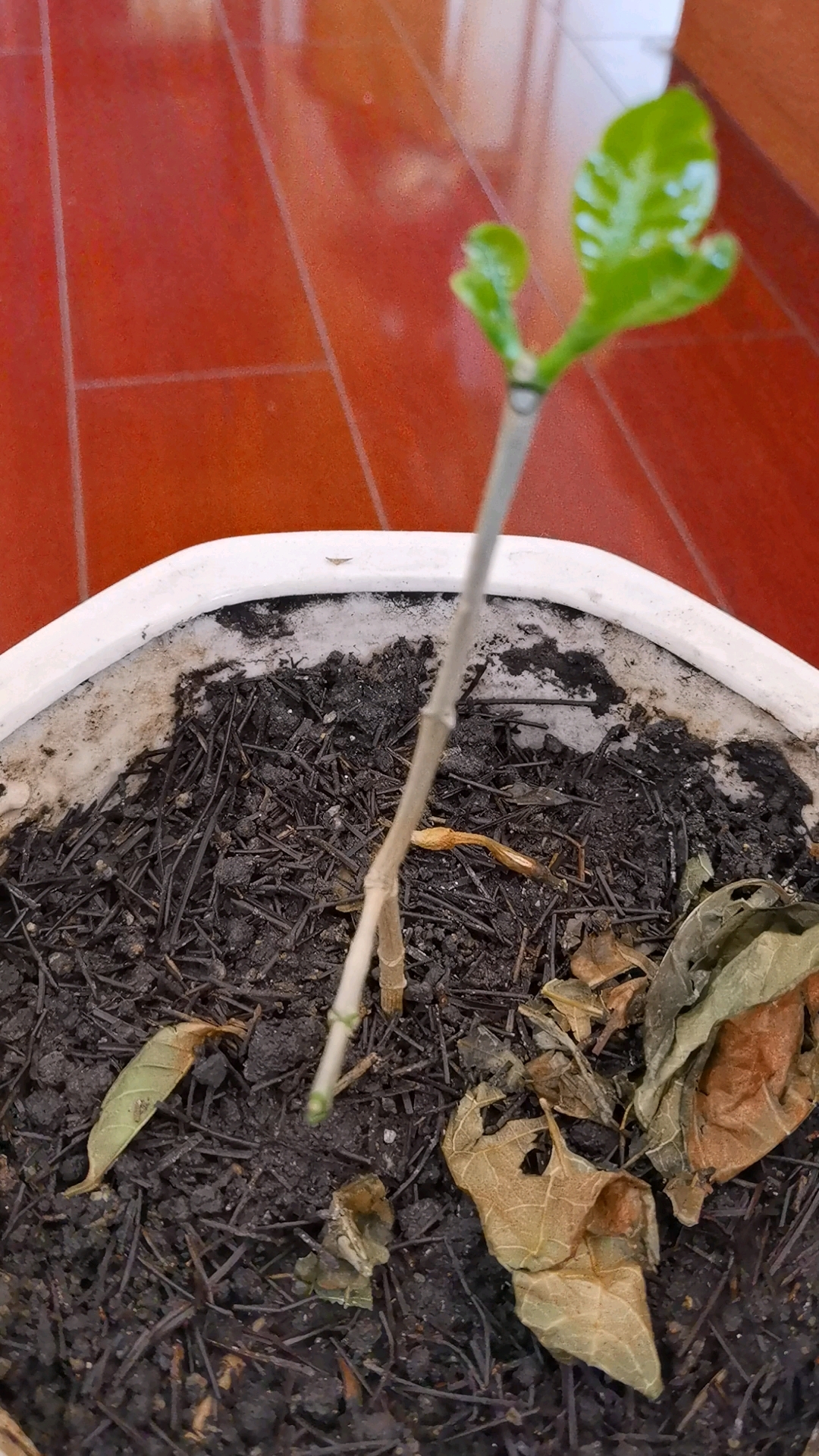 栀子花压支发芽记录栀子花成长