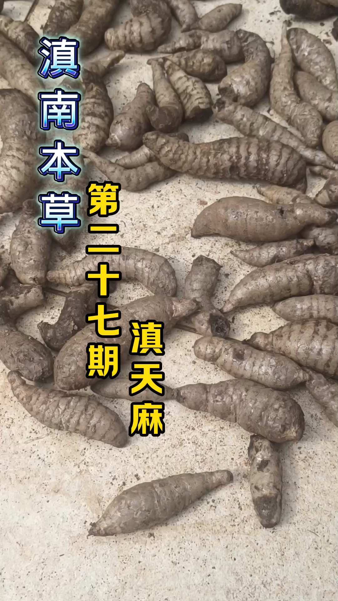 地地道道滇野生天麻