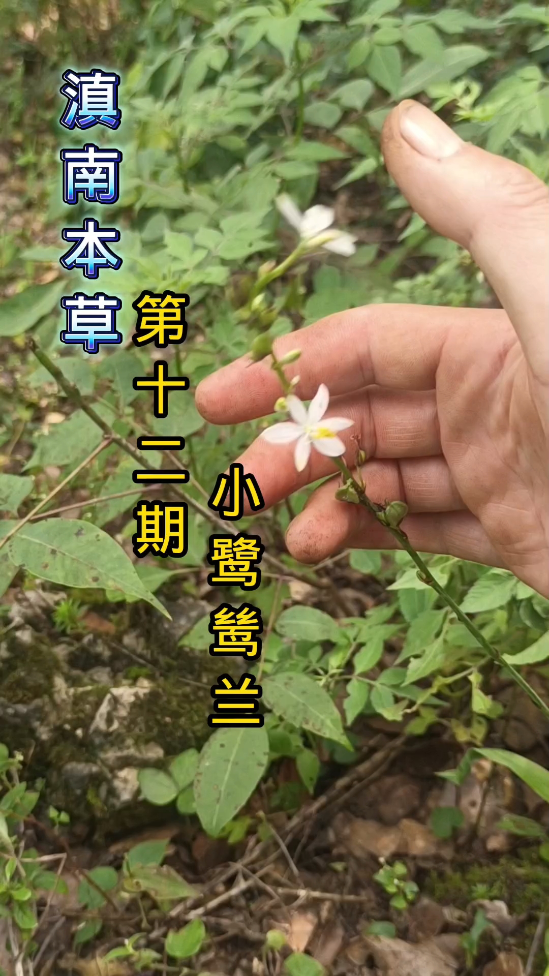 有些地方也当千针万线草使用