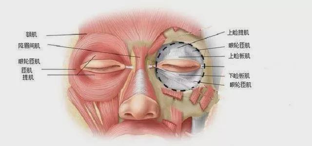 爱笑的眼睛,通常是有卧蚕的眼睛!