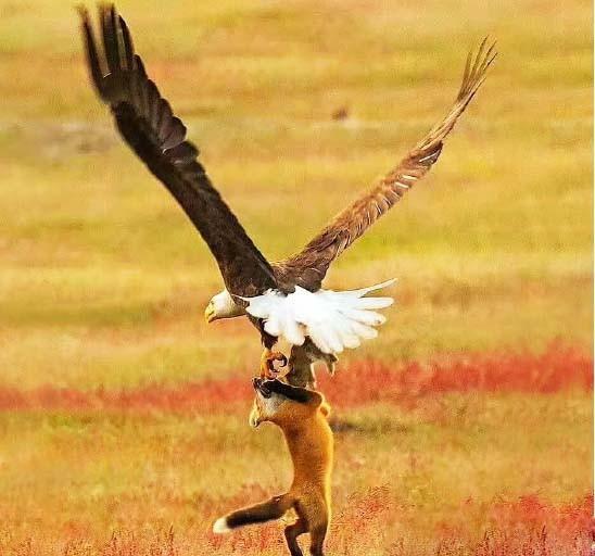 老鹰真的能够猎杀狼和狐狸吗?为什么?