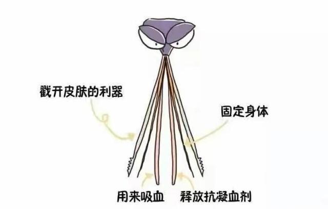 九成人不知蚊子的"天敌"是啥?只需这样,整晚开窗也不怕