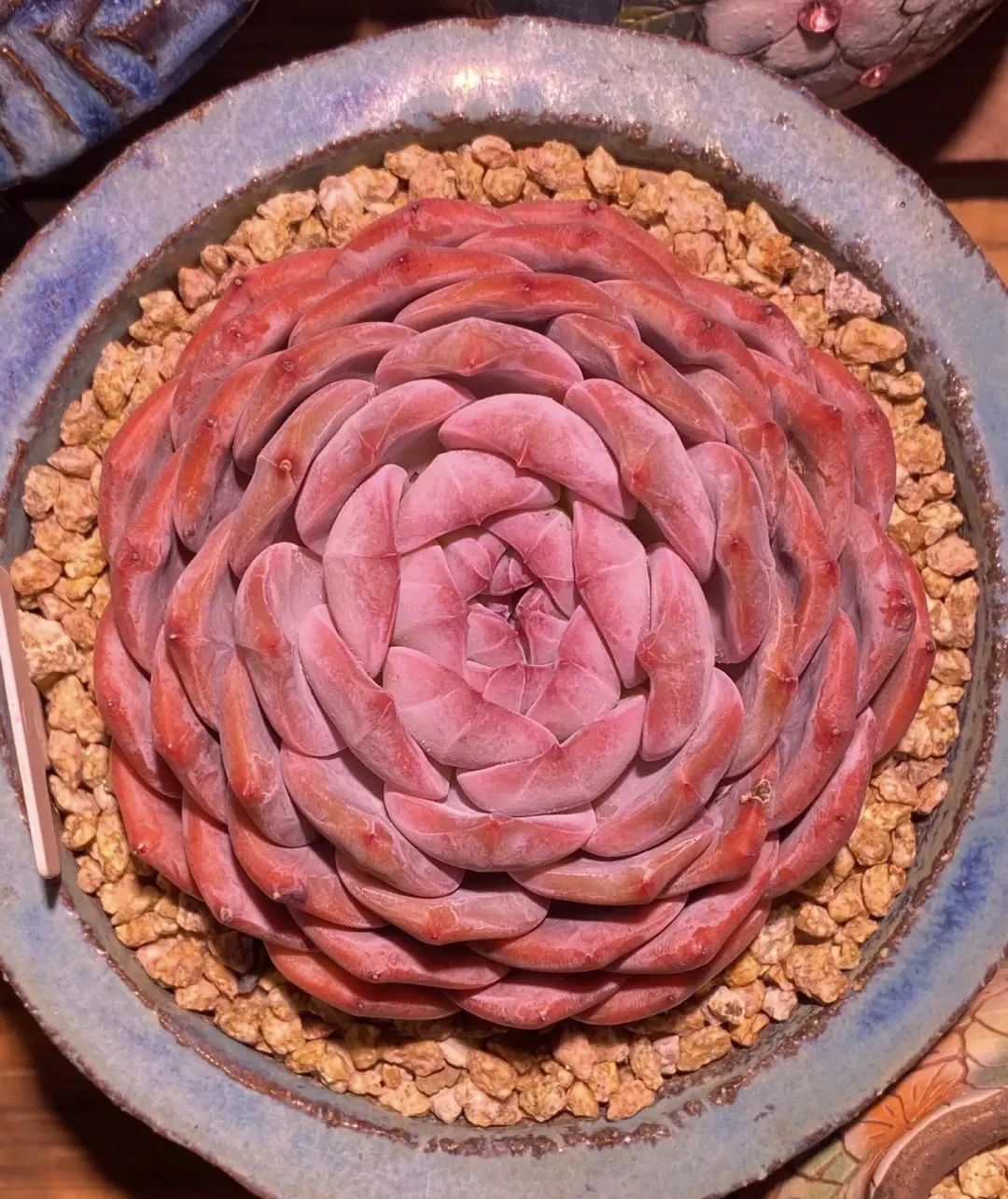 景天多肉"橙梦露",久经不衰,养一百棵都不够,颜色超美!