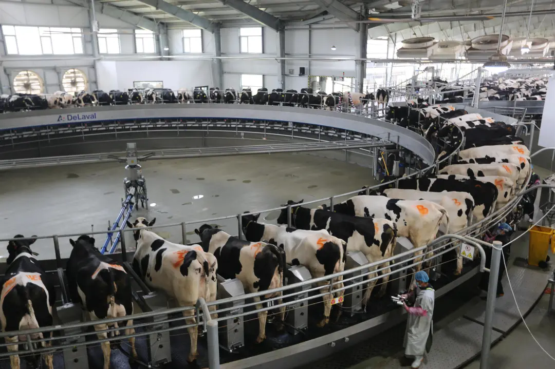 原奶价历史新高,"抢奶大战"升级,明治北海牧场新乳业瓜分牧场