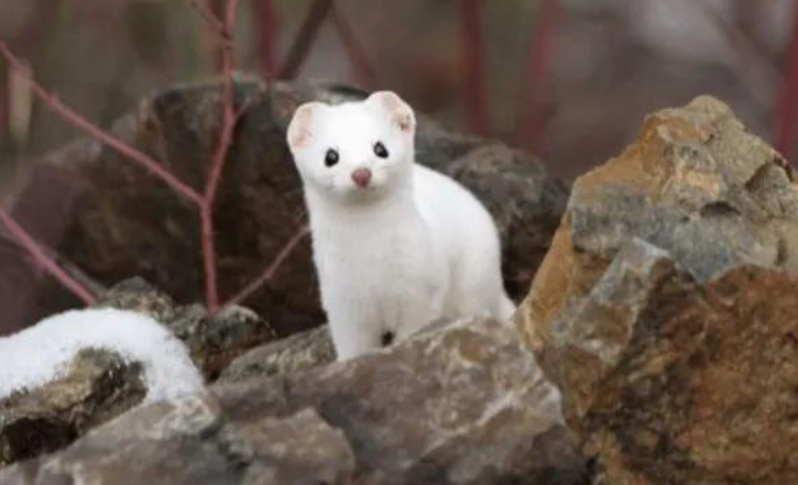 "食脑魔"现身新疆森林,长相可爱,每年却能吃掉3000只老鼠