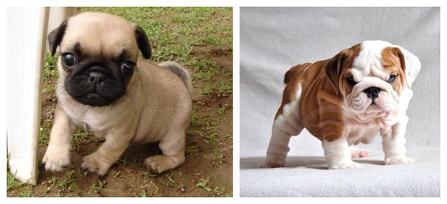 巴哥犬公母图片对比图片