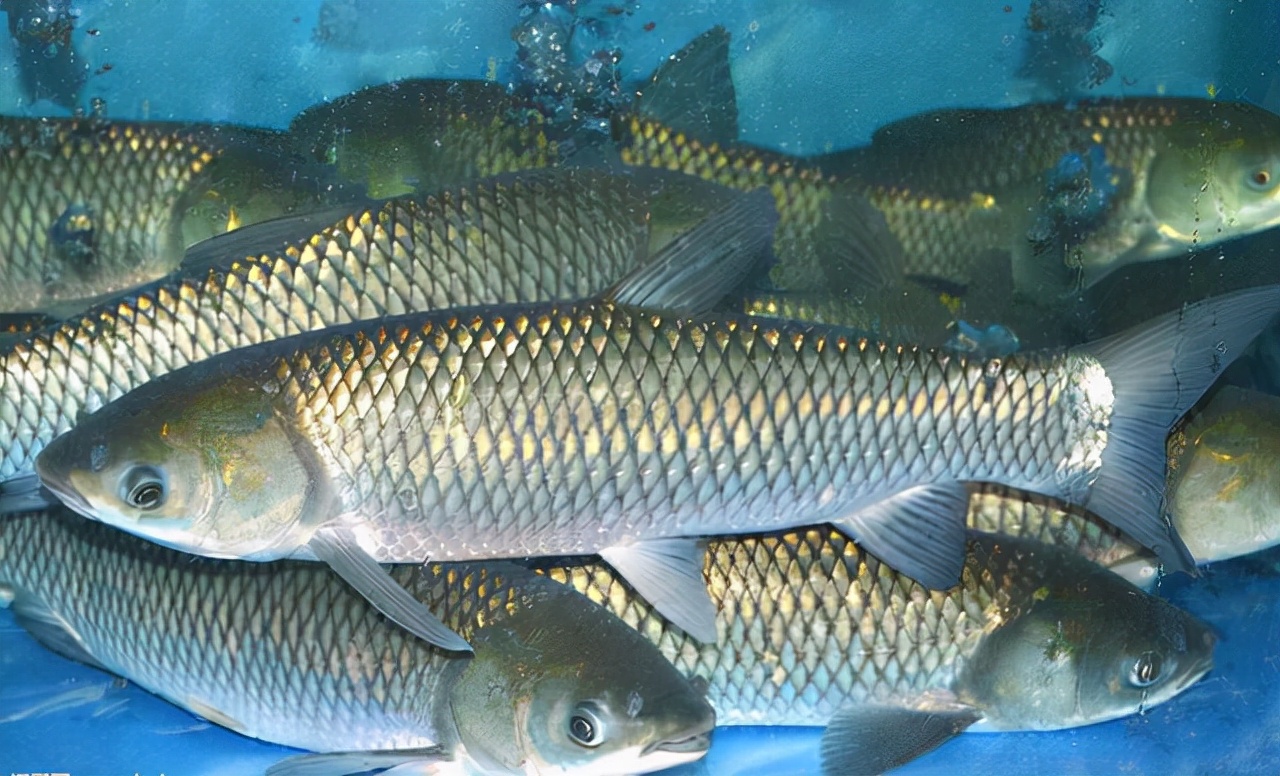 请停止食用这4种鱼,可能含有甲醛和重金属,建议转给家人看看