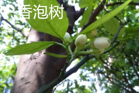百度爱采购首页 商品专题_泡柚树 优质回答 叶子区分:香泡树的叶子淡