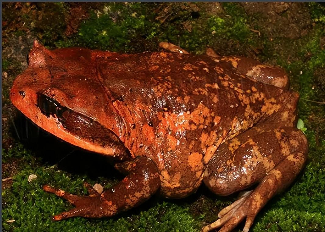 广西九万山发现"吞蛇蛙",吞下蛇头,使其窒息而死