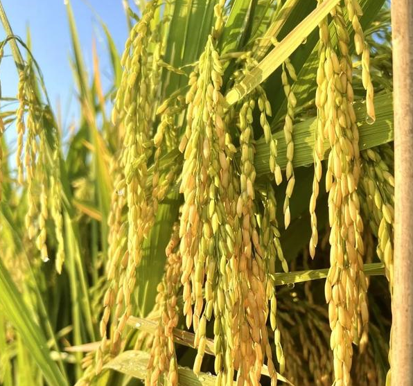 优质再生稻品种贡两优粤农丝苗,米质2级,大穗高产,耐高温抗倒