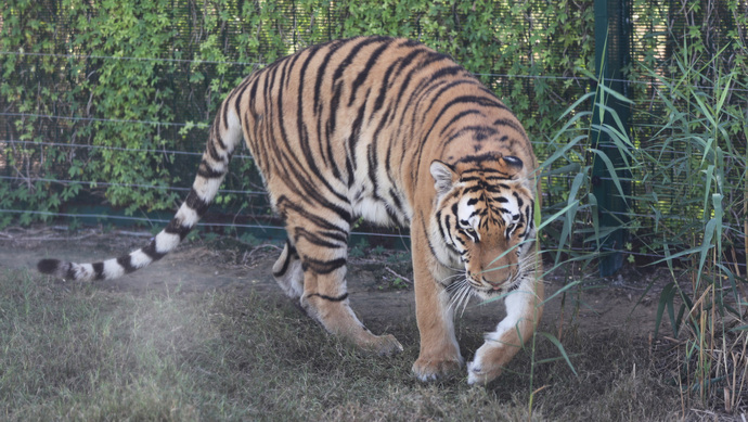 为何要击毙两只外逃老虎?河南淅川县公布处置细节