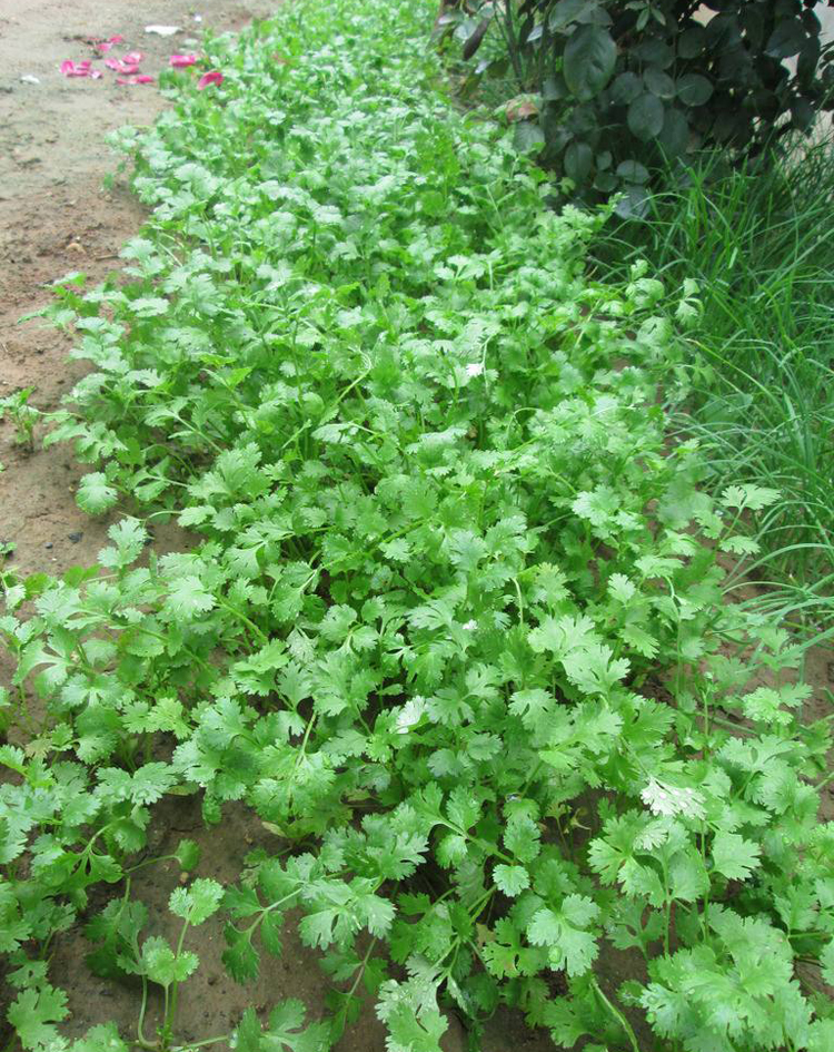 香菜的种植时间以及方法