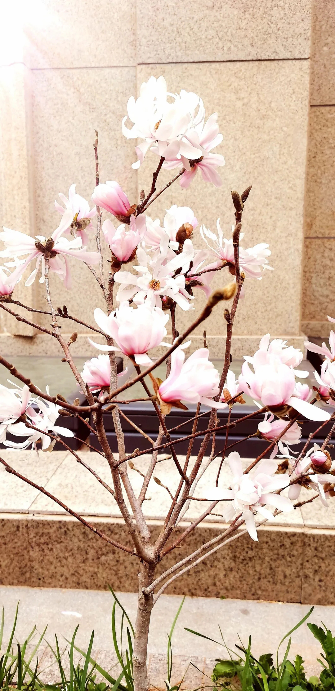 星花木兰得种植记录,长长的花瓣,极其明媚