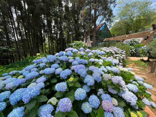 有一種叫雲南的生活|昆明郊野公園繡球花盛開